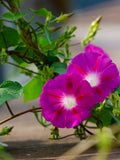 30+ MORNING GLORY Crimson Rambler FLOWER Seeds - Ipomoea Climber Vine Annual Flower / Attracts Hummingbirds to Garden - Flower Garden Seeds flower seeds