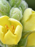 100+ GREAT MULLEIN FLOWER Seeds - Common Mullin / Flowers can be Dried for Fresh Tea from the Garden or Edible Flower Decorations seeds bulk