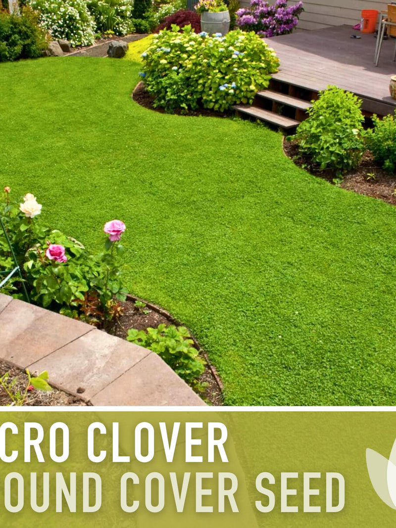 Micro Clover Seeds Ð 8 ounces, Lawn Alternative, Drought Tolerant Ground Cover seeds bulk