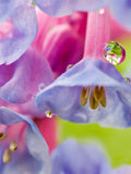 25 VIRGINIA BLUEBELLS True Blue & Pink Mertensia Virginica Flower Seeds seeds bulk