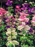 75 TRICOLOR CLARY SAGE Mix Blue Pink White Salvia Viridis Horminum Herb Flower Seeds flower seeds