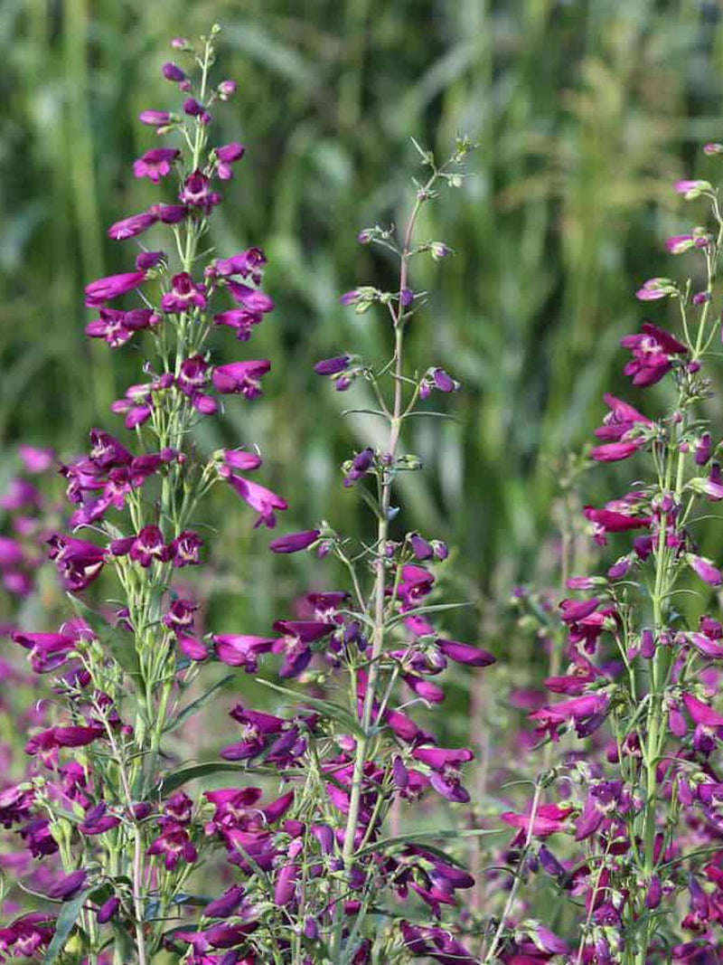 Rocky Mountain Penstemon seeds Ð Native North American wildflower, pollinator-friendly, hardy perennial, heirloom & non-GMO - beardtongue seeds bulk