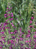 Rocky Mountain Penstemon seeds Ð Native North American wildflower, pollinator-friendly, hardy perennial, heirloom & non-GMO - beardtongue seeds bulk
