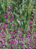 Rocky Mountain Penstemon seeds Ð Native North American wildflower, pollinator-friendly, hardy perennial, heirloom & non-GMO - beardtongue flower seeds