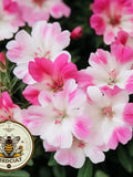Satin Flower Seeds, Pacific Northwest Native, Farewell To Spring, Wildflowers, Pink Shades, Godetia Amoena, Clarkia Amoena CL801C seeds bulk