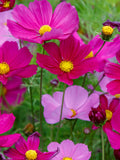 Cosmos Flower Seeds - Organic & Non Gmo Flower Seeds - Heirloom Flower Seeds - Fresh USA Grown Seeds - Grow Your Own Flowers At Home! flower seeds
