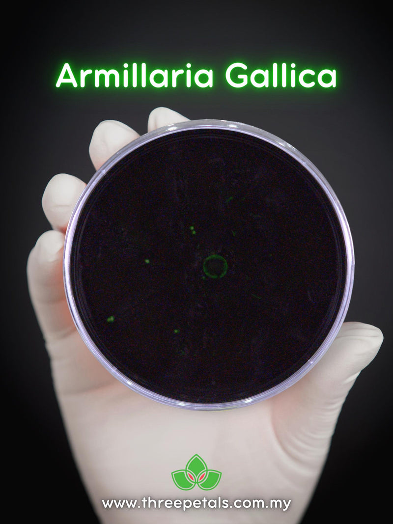 Bulbous Honey (Armillaria Gallica) Live Mycelium Mushroom Culture Spawn flower spore