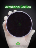 Bulbous Honey (Armillaria Gallica) Live Mycelium Mushroom Culture Spawn flower spore