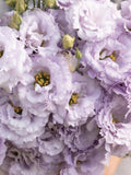 Voyage 2 Lavender (F1) Lisianthus Seeds, Eustoma grandiflorum (25 Pelleted Seeds) flower seeds