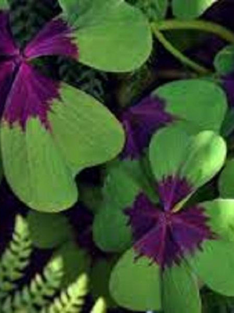 5 x SEEDS Pink Oxalis Shamrock Iron Cross Lucky Clover Wood Sorrel Love Plant Free UK Delivery ! FLOWER DELIVERY