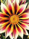 GAZANIA FLOWER SEEDS - Treasure Flower / Popular African Daisy / Gazania Rigens Flowers / Easy to Grow / Drought Tolerant Flower Seeds flower seeds