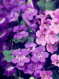 25+ CLIMBING SNAPDRAGON ASARINA Flower Seeds - Blue White Violet and Pink Pose Twining Snapdragon Flowering Vine - Annual Flower Garden Seed flower spore