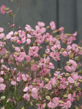 100 seeds Soapwort 'Beauty Pink' / Saponaria vaccaria / Cut Flower / Fragrant Flower / Attracts Butterflies / Cottage Garden / Cow Soapwort flower seeds