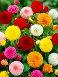 Flower Seeds 50+ Mixed Annual Zinnia Pom Pom/Lilliput Seeds. Bring a Burst of Vibrant Colour to Your Garden With These Beautiful Flowers. seeds bulk