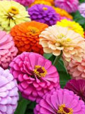 Flower Seeds 50+ Thumbelina Mixed Zinnia Flower Seeds - All Canadian Heirloom Seeds - Elevate Your Garden with The Vibrant and Captivating flower seeds