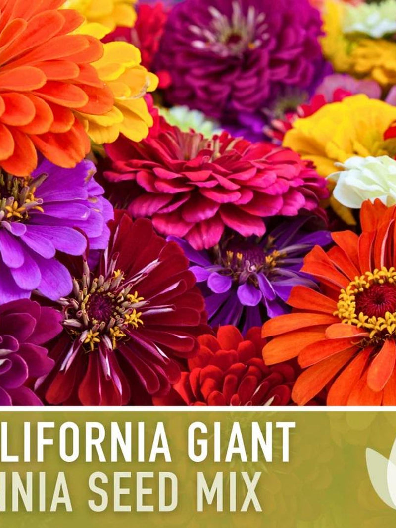 Flower Seeds 50+ Zinnia Giants Of California Flower- Bring Vibrant Bursts of Colour to Your Garden with These Stunning Flowers. flower seeds