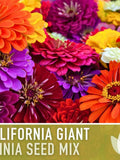 Flower Seeds 50+ Zinnia Giants Of California Flower- Bring Vibrant Bursts of Colour to Your Garden with These Stunning Flowers. flower seeds