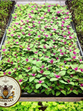 Bulk Magical Magentraspreen Seeds, ORGANIC Edible Tree Spinach, Giant Goosefoot, LambÕs Quarters, Chenopodium Gigantium CP031CR seeds bulk