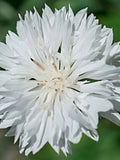 50+ Pure White BACHELOR BUTTON Flower Seeds - CONEFLOWER / Wildflower / Makes Great Cut Flowers or Dried Flowers used in Flower Projects flower spore