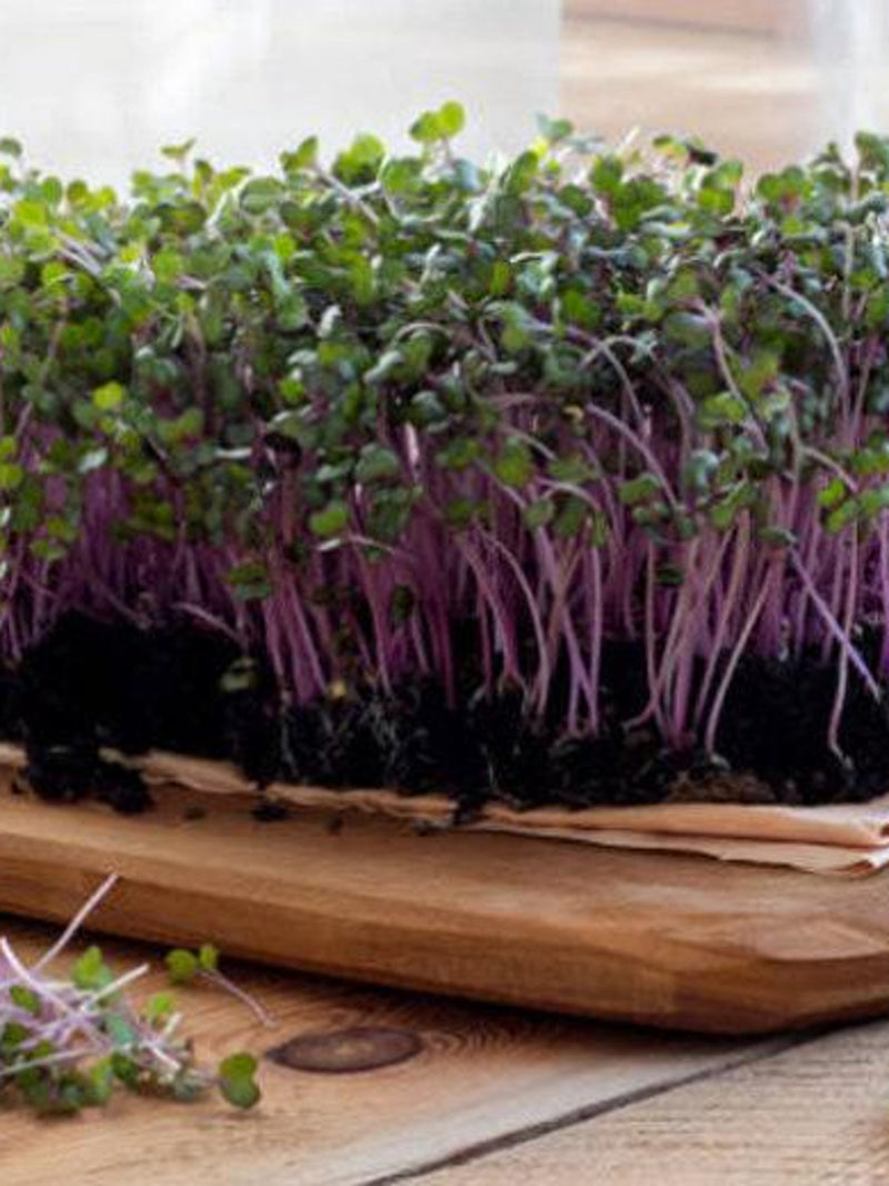 Izzie's Blend Microgreen Mix 500+ Seeds, Micro Green Sprouts, Heirloom Container Gardening, Non-GMO seeds bulk