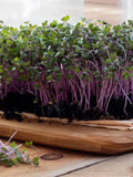 Izzie's Blend Microgreen Mix 500+ Seeds, Micro Green Sprouts, Heirloom Container Gardening, Non-GMO seeds bulk