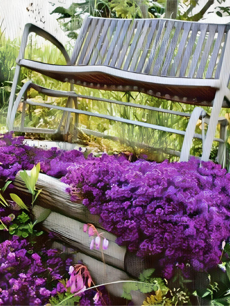Creeping Thyme 300+ Seeds - Heirloom Herb, Culinary & Medicinal, Fragrant Ground Cover, Open Pollinated, Non-GMO seeds bulk