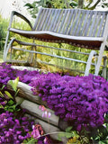 Creeping Thyme 300+ Seeds - Heirloom Herb, Culinary & Medicinal, Fragrant Ground Cover, Open Pollinated, Non-GMO seeds bulk