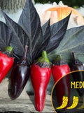 Count Dacula (10+ Seeds/Pack) seeds bulk
