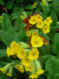 Primula Veris Seeds - Cowslip Primrose - Spring-Blooming Hardy Perennial flower spore