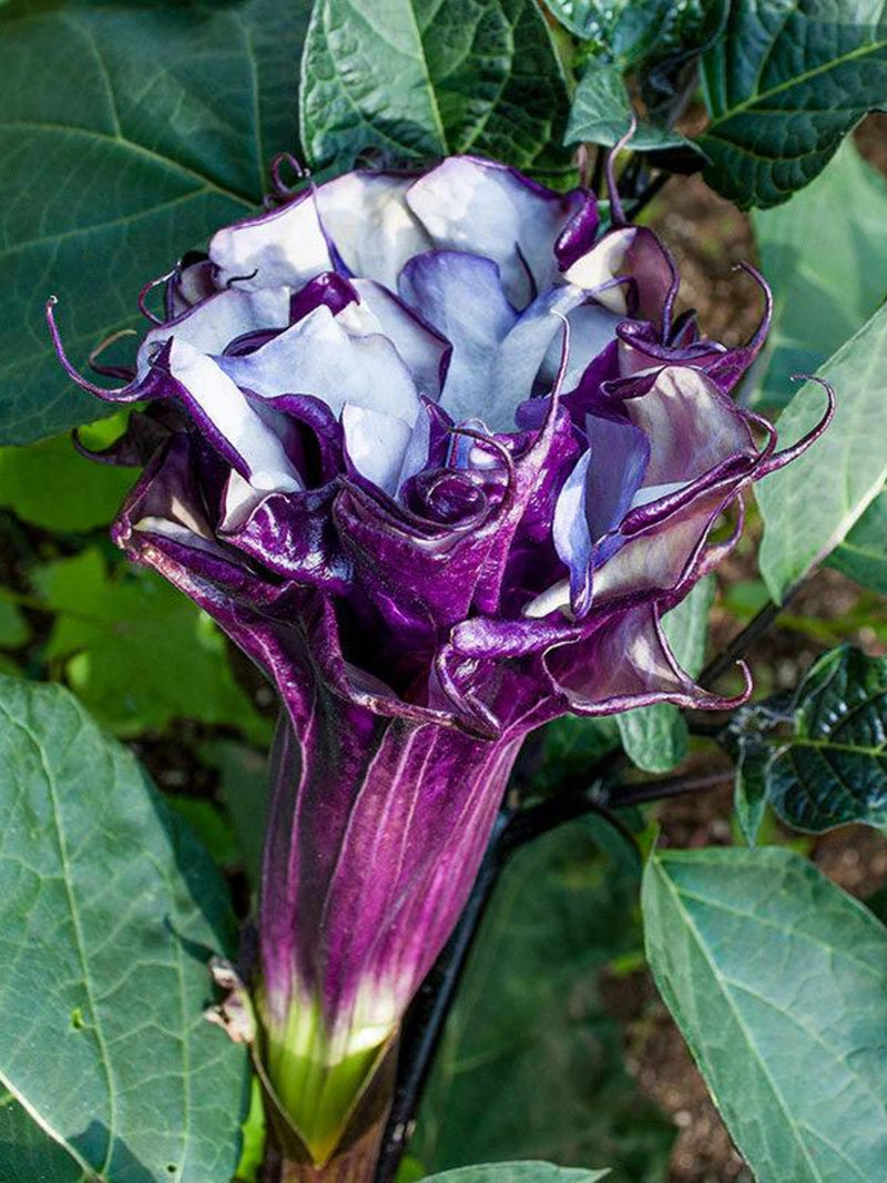 Datura 'Purple Ballerina' (Datura metel) 10 seeds flower seeds