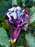 Datura 'Purple Ballerina' (Datura metel) 10 seeds flower seeds