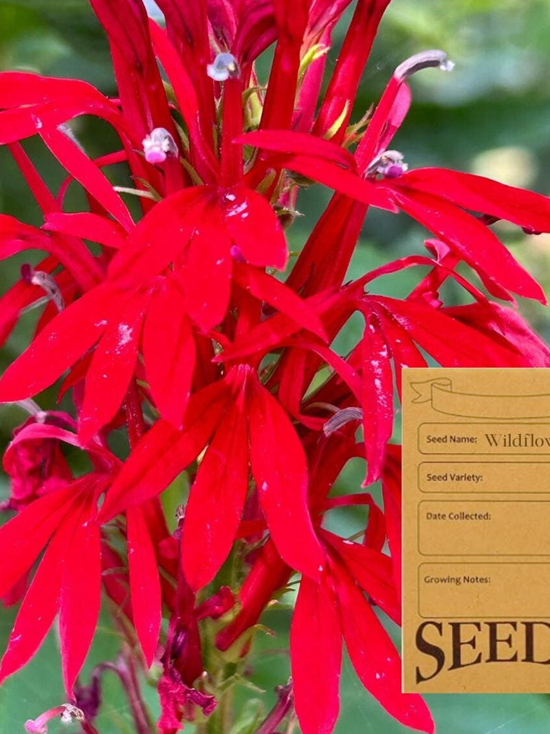 Cardinal Flower - Lobelia Cardinalis - Ontario Canada Native Wildflower Seeds flower seeds