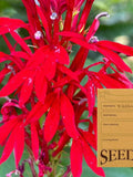 Cardinal Flower - Lobelia Cardinalis - Ontario Canada Native Wildflower Seeds flower seeds