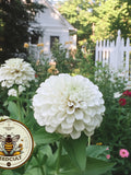 Benarys Giant White Zinnia Seeds, Largest Giant Zinnias, Zinnia Elegans ZE2325 flower seeds