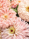 NEW! 20 Seeds ZINNIA / Ballerina / Zinnia elegans flower seeds
