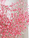Baby's Breath Flower Seeds - Crimson Pink Ð Perfect for Bouquets & Dried Arrangements | Garden Favorite | 50+ seeds bulk