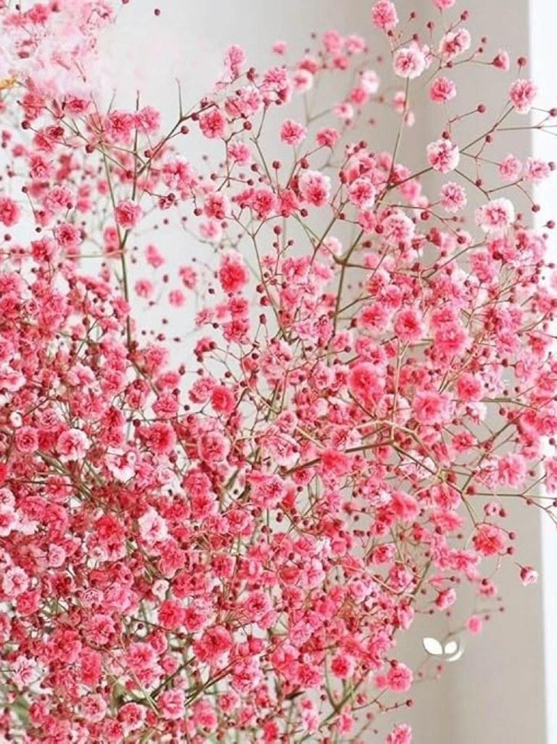 Crimson Baby's Breath Flower Seeds, Cottage Garden, Bouquet Filler FLOWER DELIVERY