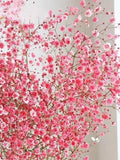 Crimson Baby's Breath Flower Seeds, Cottage Garden, Bouquet Filler flower spore