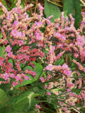 STATICE QIS APRICOT Limonium Sinuatum Cut-Flower Dried Arrangement, 50 Seeds flower spore