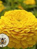 Benarys Giant Golden Yellow Zinnia Seeds, Largest Giant Zinnias, Zinnia Elegans ZE1925 flower seeds