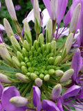 SPIDER Flower 'VIOLET QUEEN' Cleome Tall Exotic Annual Flower, 10 Seeds flower spore