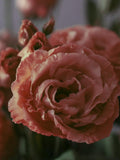 ROSE BROWN LISANTHUS Ruffled Fully-Double Flowers Eustoma, 15 Seeds flower spore