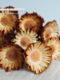 Dried Flowers,Sun flower,flower arrangement,home decoration,wedding bouquet,Wedding,dried flowers,House Warming Gift,wedding decoration house warming flower
