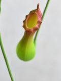 Artificial Green Nepenthes Pitcher Plant - Realistic Faux Plant for Home Decor / Indoor Outdoor Decoration / Living Room / Garden / Office faux plants