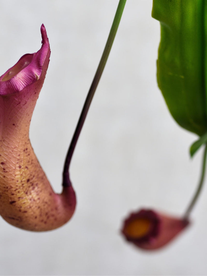 Artificial Purple Nepenthes Pitcher Plant - Realistic Faux Plant for Home Decor / Indoor Outdoor Decoration / Living Room / Garden / Office faux plants