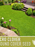 Micro Clover Seeds Ð Ground Cover Lawn Alternative, Drought Tolerant seeds bulk