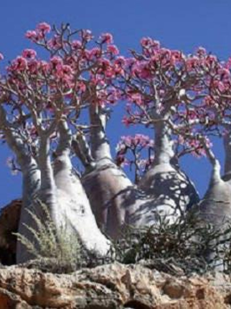 10 Mixed DESERT ROSE / ADENIUM Obesum African Houseplant Flower Seeds *Comb S/H FLOWER DELIVERY