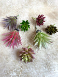 Artificial succulents pick and mix x3 faux plants