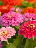 15 seeds) butterfly garden Thumbelina Zinnia Seeds: Dwarf Heirloom Mix pink flower seeds