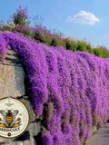 Purple Rockcress Seeds, Aubrieta, Rock Wall, Ground Cover, Hanging Basket, Aubrieta Hybrida AU011C flower seeds